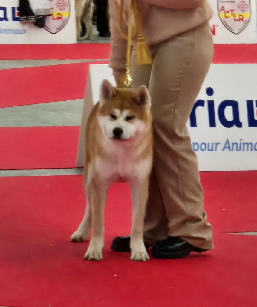 Des Terres Du Razès - Chiots disponibles - Akita