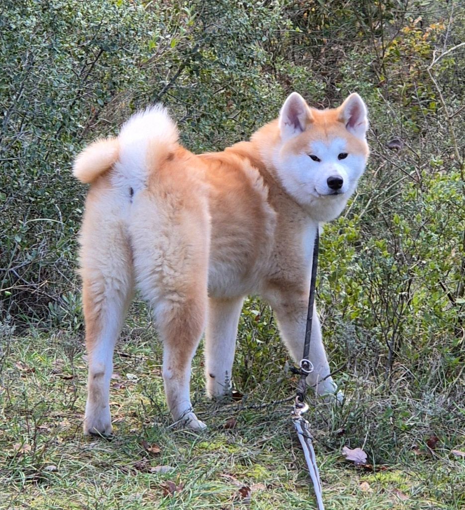 Des Terres Du Razès - Chiots disponibles - Akita