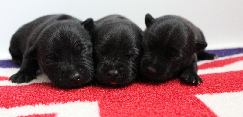 Of Staffy's Familly - Staffordshire Bull Terrier - Portée née le 15/05/2012