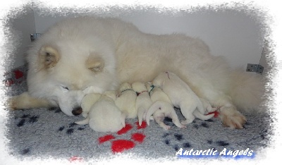 Of Antartic Angels - Naissance des chiots d'Enka et de Marshal