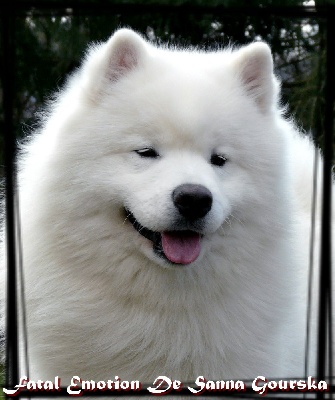 Of Antartic Angels - Fribourg International Dog Show ( Suisse )