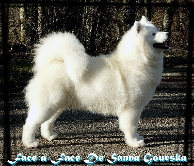 Of Antartic Angels - Valence International Dog Show