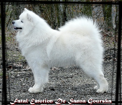 Of Antartic Angels - Paris Dog Show 2013