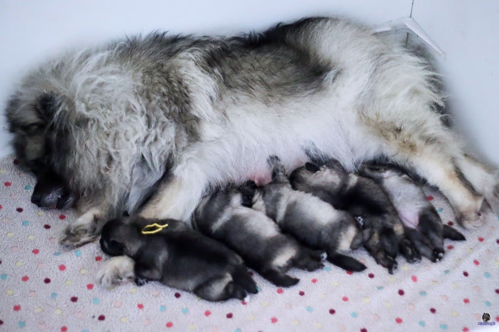 Nouveaux bébés Spitz Loup nés à l'élevage!!