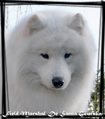 Of Antartic Angels -  Lausanne International Dog Show