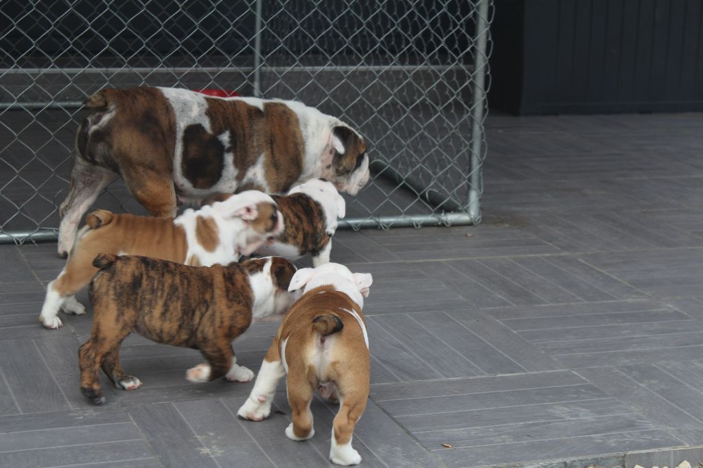 Chiot Bulldog Anglais Des Perles De Nanchang