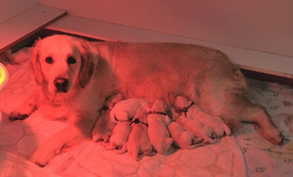 des Elfes Du Vent - Golden Retriever - Portée née le 26/02/2023