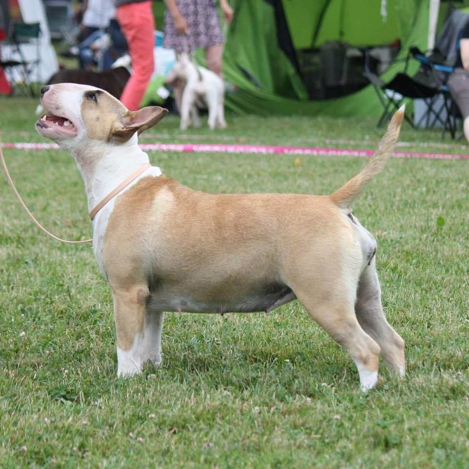 Des Terres D'aphrodite - CACS/CACIB AARAU SUISSE