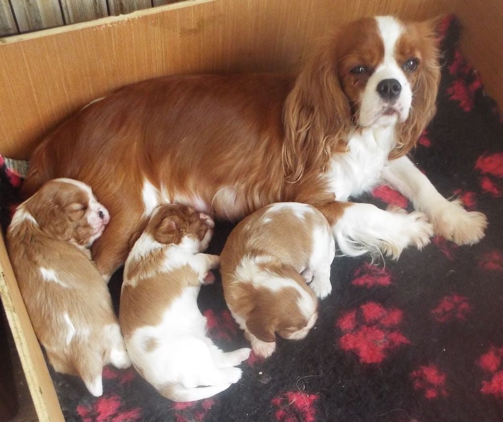 Du Chateau Des Cours - Cavalier King Charles Spaniel - Portée née le 16/06/2024