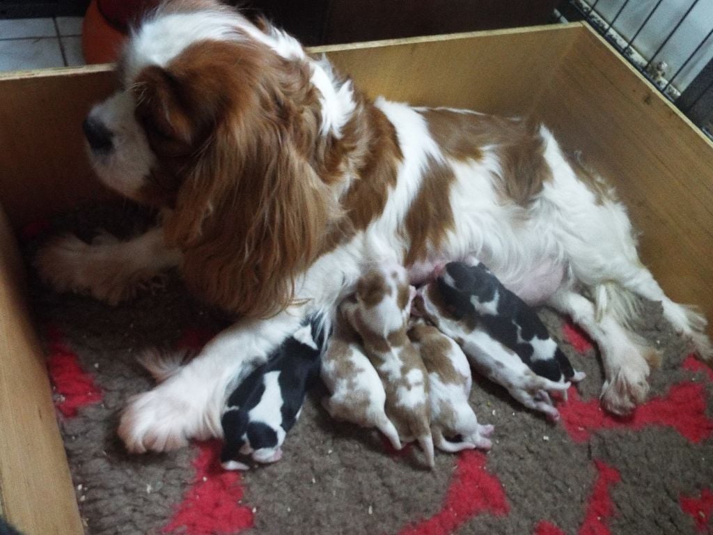 Chiot Cavalier King Charles Spaniel Du Chateau Des Cours