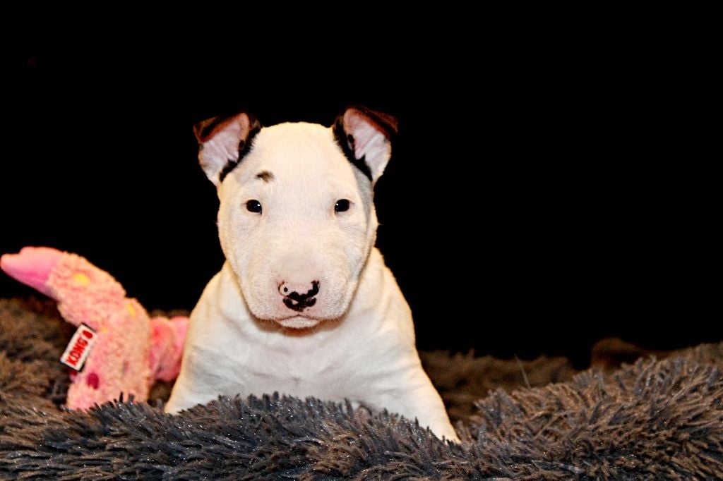 Deiz Al Lid - Chiots disponibles - Bull Terrier Miniature