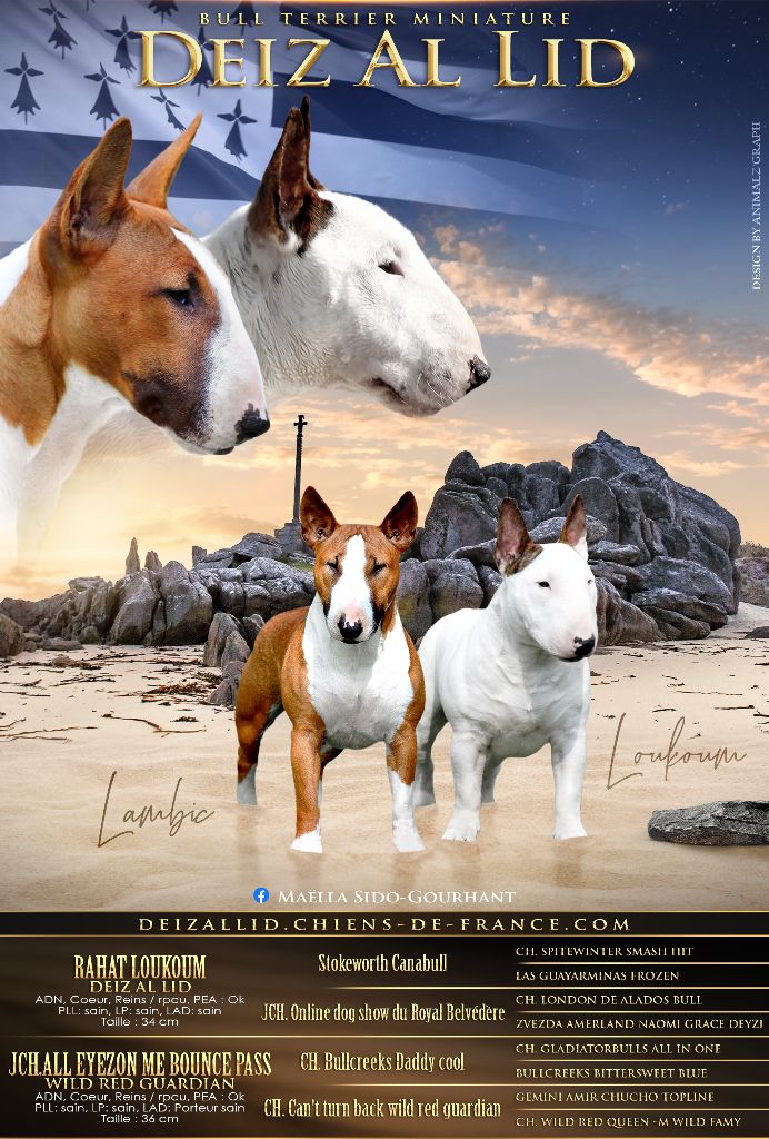 Chiot Bull Terrier Miniature Deiz Al Lid