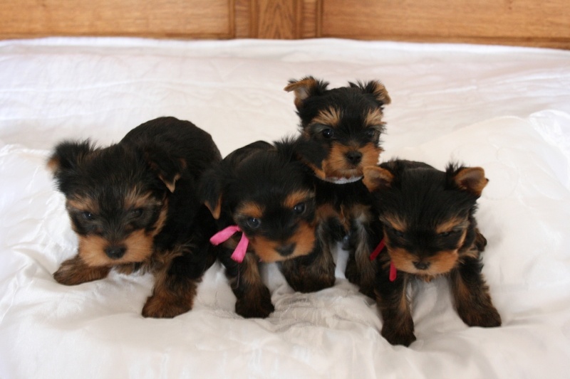 Chiot Yorkshire Terrier Du Royaume D' Yorka