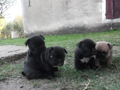 De Castelfranco Veneto - photos des bébés 