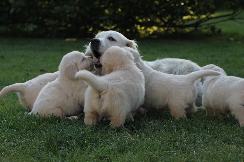 Del Suenos A La Realitad - Golden Retriever - Portée née le 09/04/2014