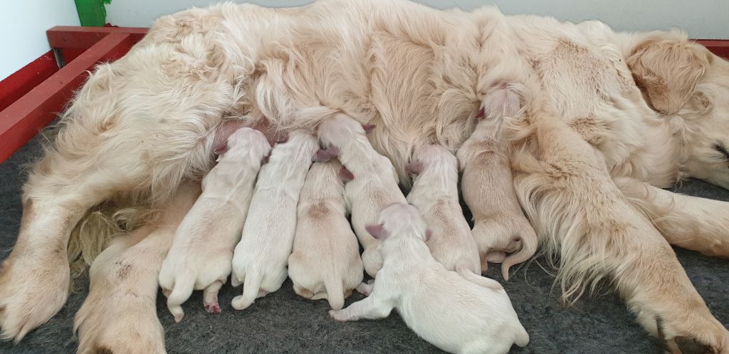 Del Suenos A La Realitad - Golden Retriever - Portée née le 02/04/2019