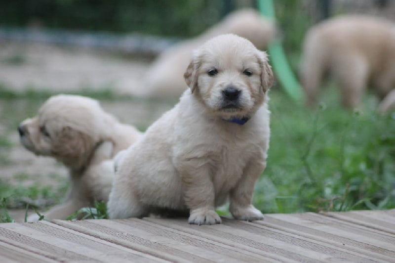 Del Suenos A La Realitad - Golden Retriever - Portée née le 29/05/2016