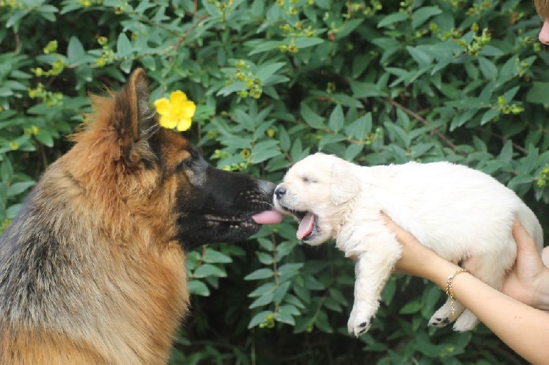 Del Suenos A La Realitad - Golden Retriever - Portée née le 30/06/2015