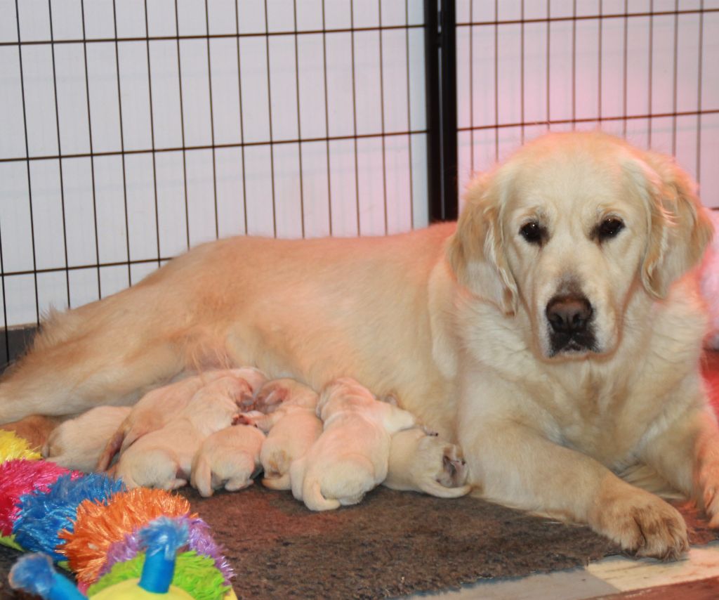 Del Suenos A La Realitad - Golden Retriever - Portée née le 29/01/2021