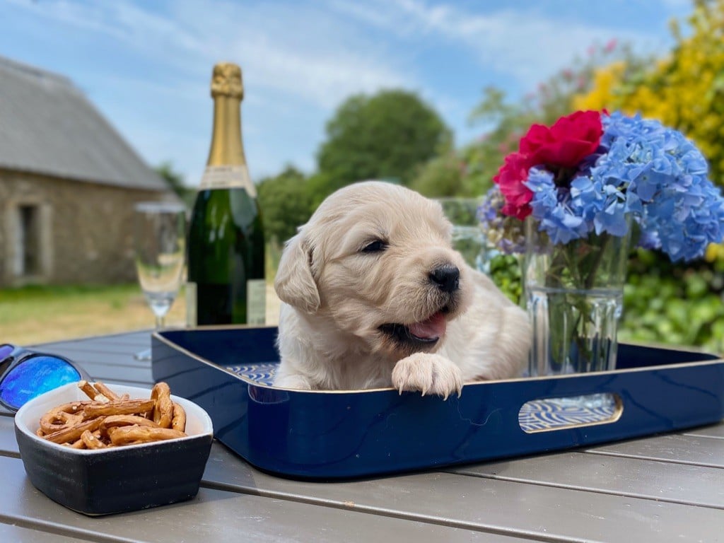 Chiot Golden Retriever D'an Nor Vras