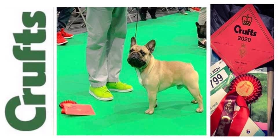 Crufts 2020-Pac-Man de Soleure best junior