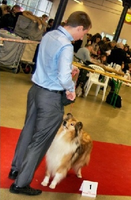 Des Plaines D'earny - Paris Dog Show