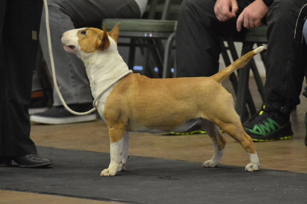 Chiot Bull Terrier Miniature Cup Of Tea