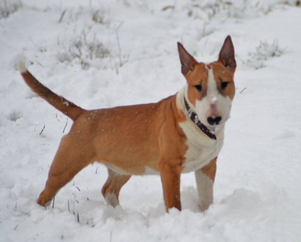 Cup Of Tea - Chiots disponibles - Bull Terrier Miniature