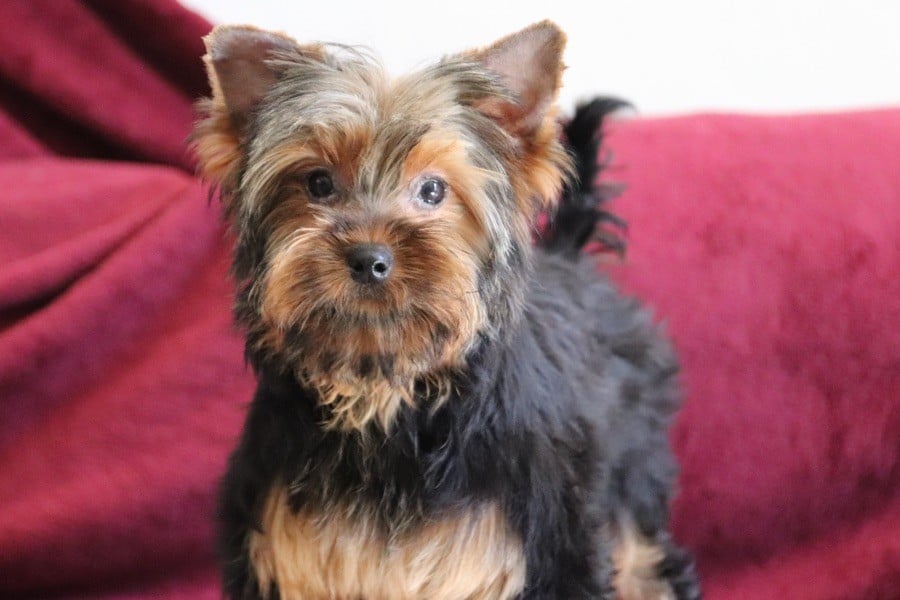 Majeya's Way - Chiots disponibles - Yorkshire Terrier