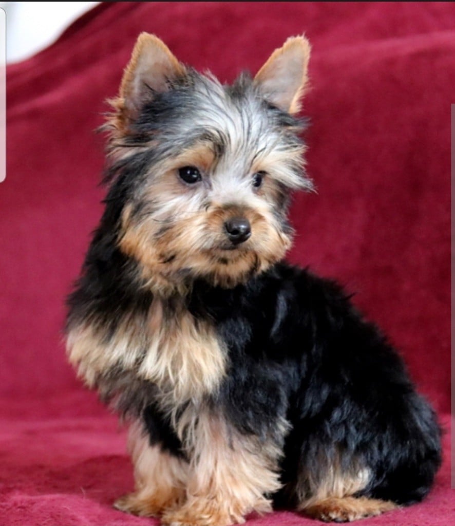 Majeya's Way - Chiots disponibles - Yorkshire Terrier