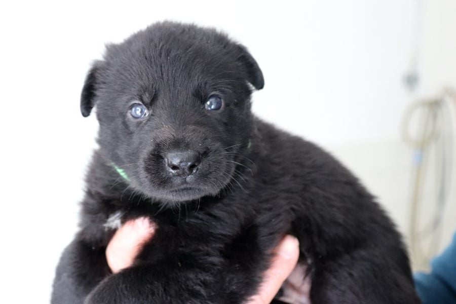 Majeya's Way - Chiots disponibles - Berger Allemand