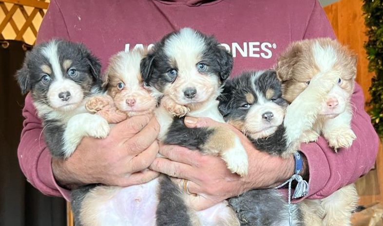 Chiot Berger Australien Des Lutins De Cornouaille