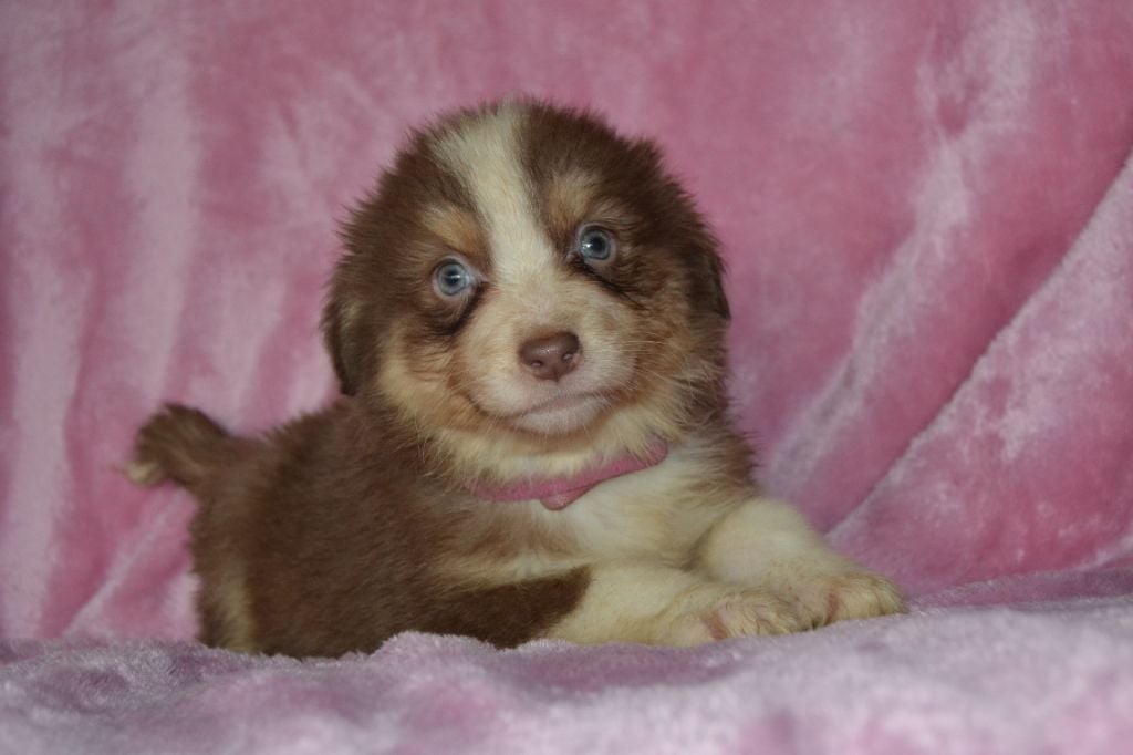 Chiot Berger Australien Des Lutins De Cornouaille