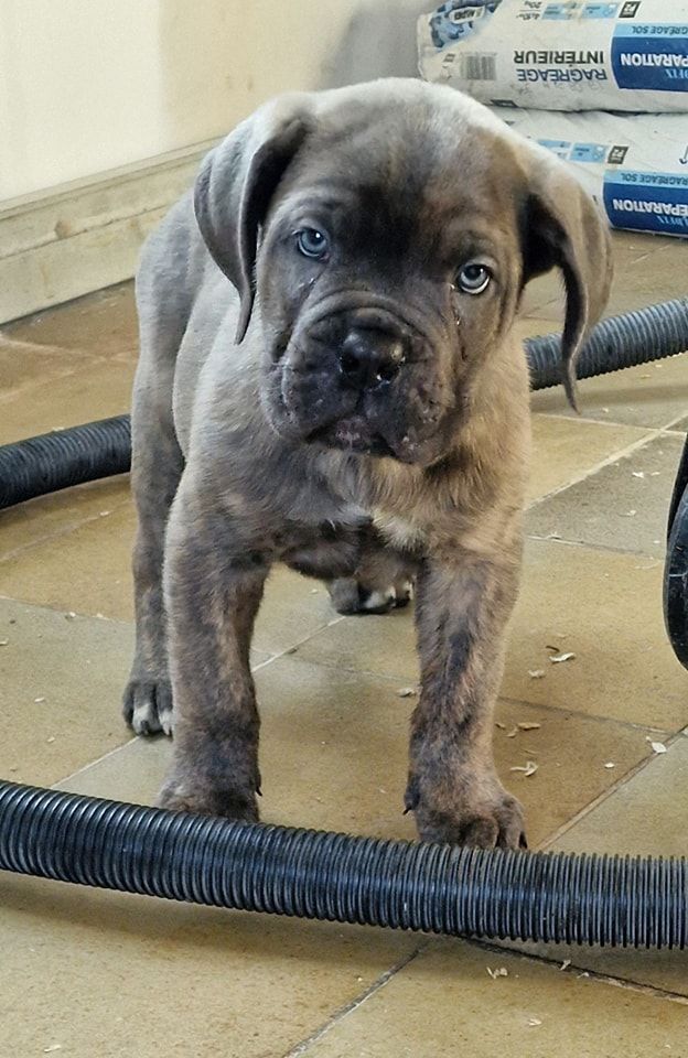 Du Royaume D'kera - Chiots disponibles - Cane Corso