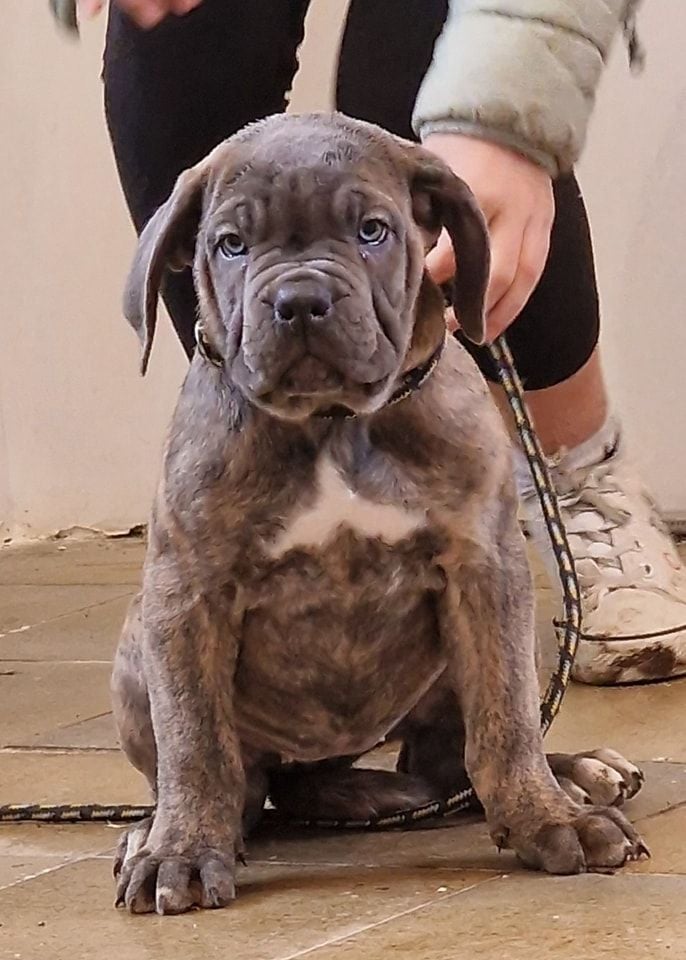 Du Royaume D'kera - Chiots disponibles - Cane Corso