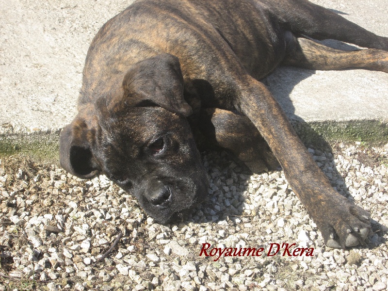 Du Royaume D'kera - Cane Corso - Portée née le 14/09/2013