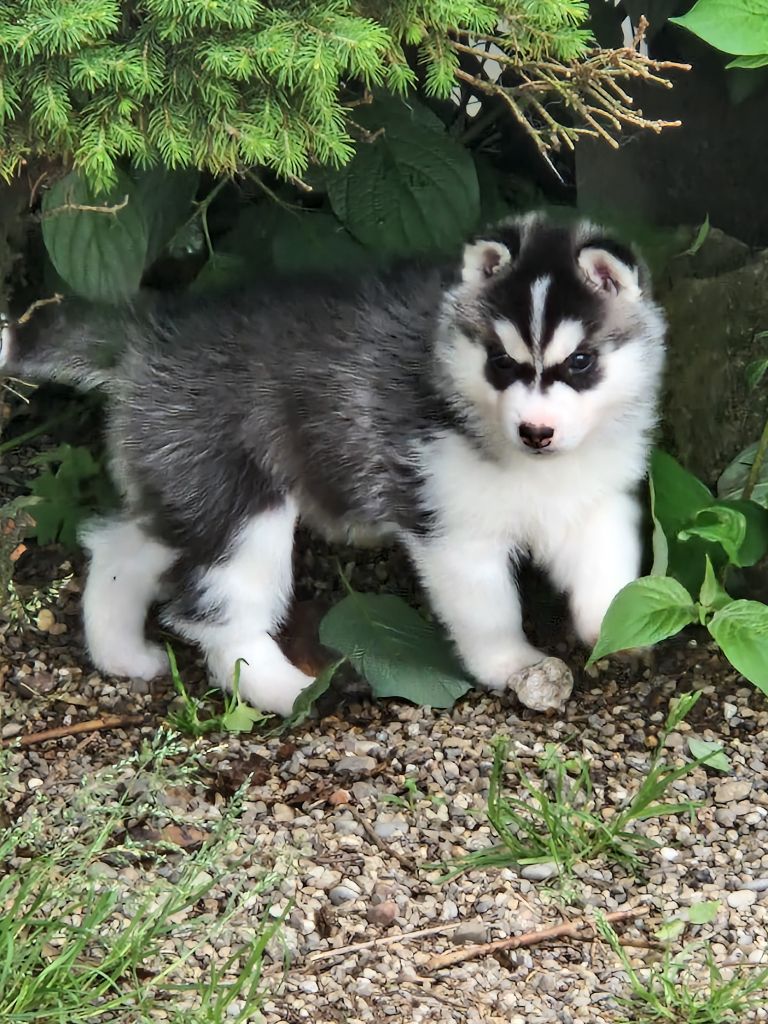 A réserver chiots husky sibérien