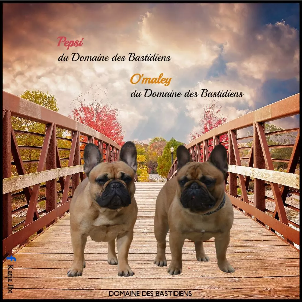 du Domaine des Bastidiens - Bouledogue français - Portée née le 20/02/2022