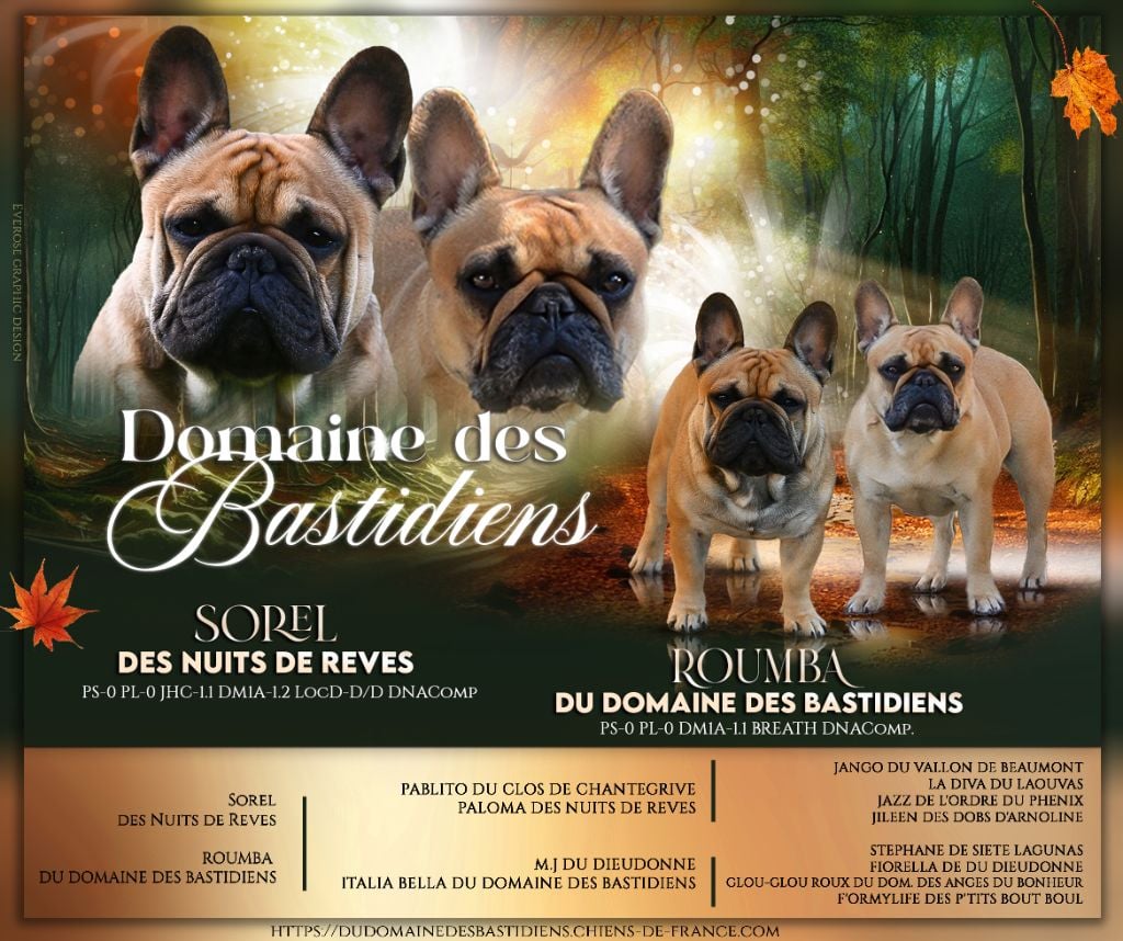 du Domaine des Bastidiens - Bouledogue français - Portée née le 06/11/2024