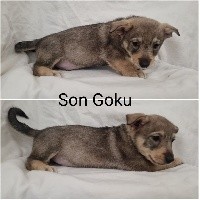 Son Goku