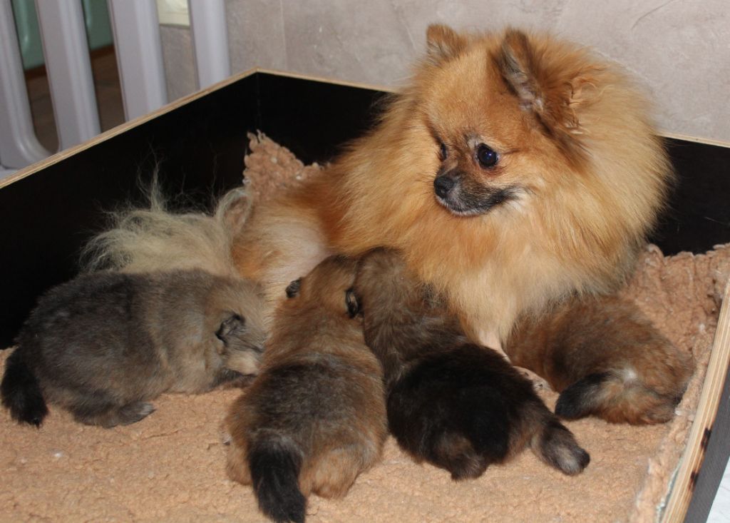 Chiot Spitz allemand Des Petits Ecureuils