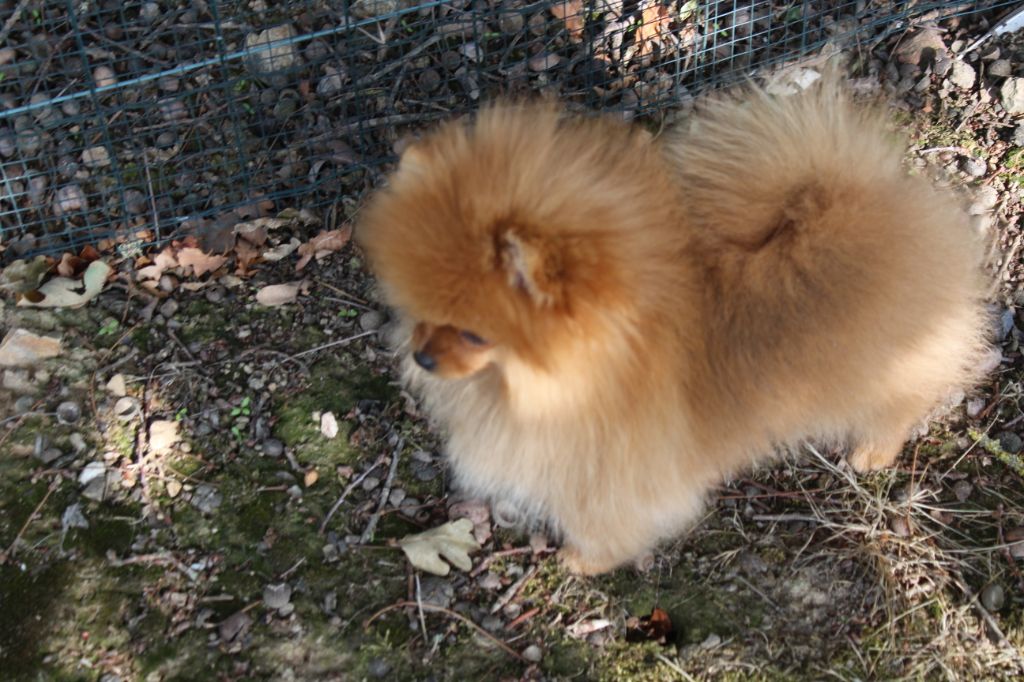 Des Petits Ecureuils - Spitz allemand - Portée née le 26/05/2019