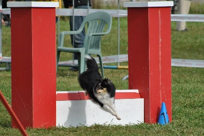 Of Pretty Countess - Concours agility à Dambenois en Franche Comté