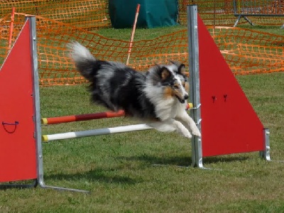 Of Pretty Countess - Concours d'agility de Brunstatt