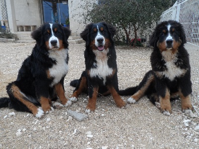 De La Coustille Ouest - mes trois bebes!!