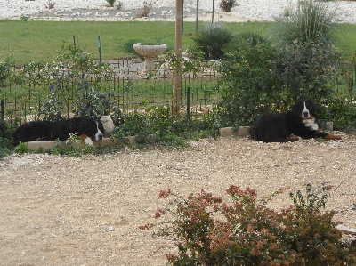 De La Coustille Ouest - mes deux grands garcons!!!