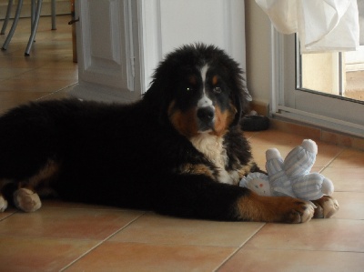 De La Coustille Ouest - ma grosse peluche!