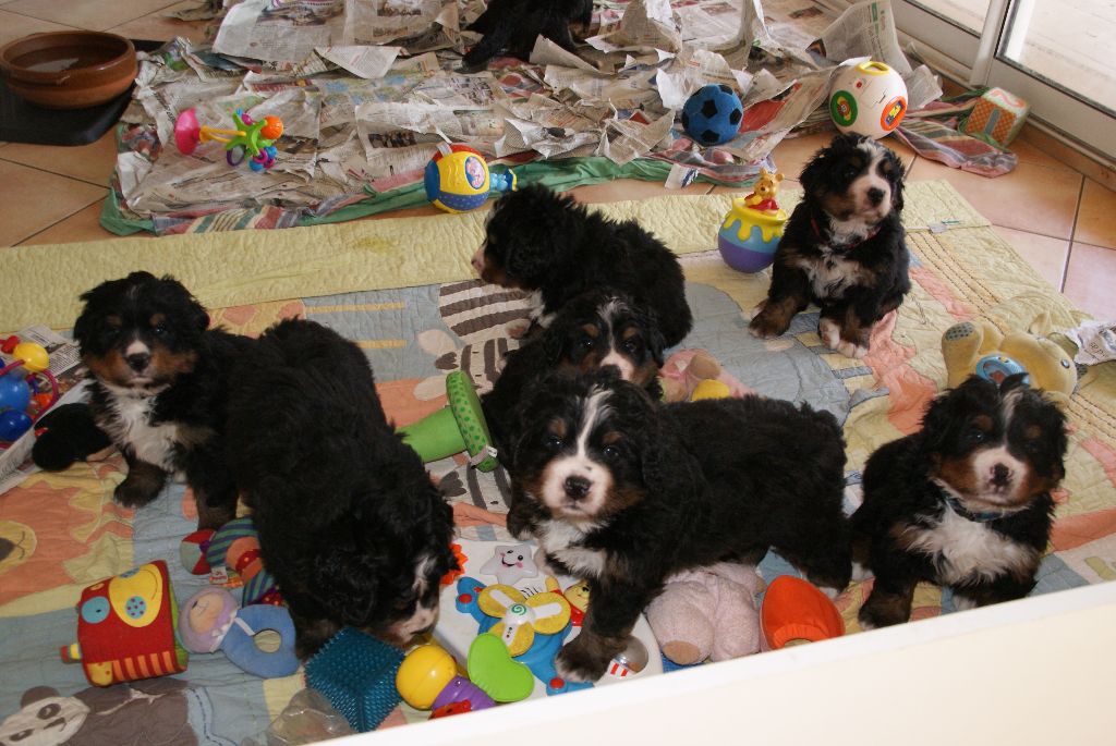 Chiot Bouvier Bernois De La Coustille Ouest