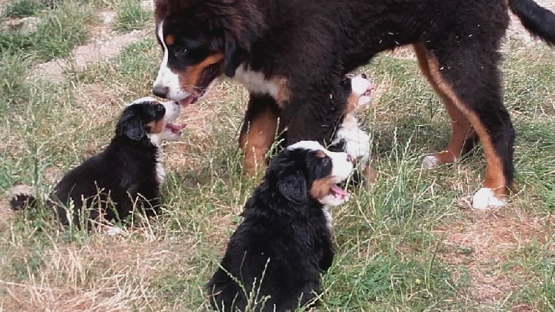 Chiot Bouvier Bernois du Clos de Favras