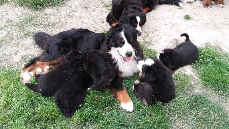 Chiot Bouvier Bernois du Clos de Favras